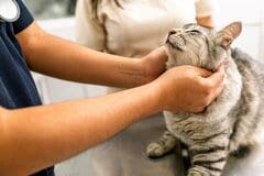 猫用の薬袋に描かれたイラストに違和感　デザインに「これくらい軽快に飲んでくれたら…」