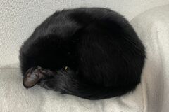 「なにかわからん生き物」思わず二度見の形態変化した猫　「溶け出す」姿が話題に