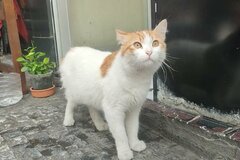 トルコの貴金属店で撮影された2匹の猫　ショーウィンドウを占拠する姿がかわいい