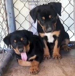 生き埋めの危機に直面した子犬たち　緊迫の状況で救助された3匹の幸せな姿に感動の声