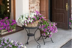 【ガーデニング】玄関まわり等「小さな空間」をステキな庭に！オススメの草花7選