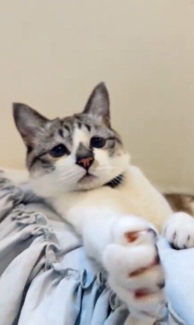 慌ててカメラを向ける人間に戸惑うミントちゃん