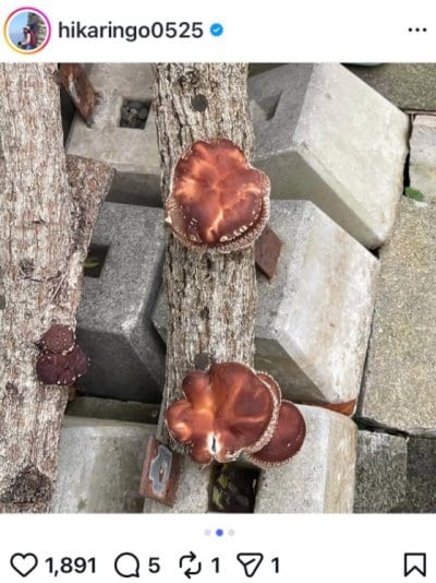 石田ひかりのInstagram投稿