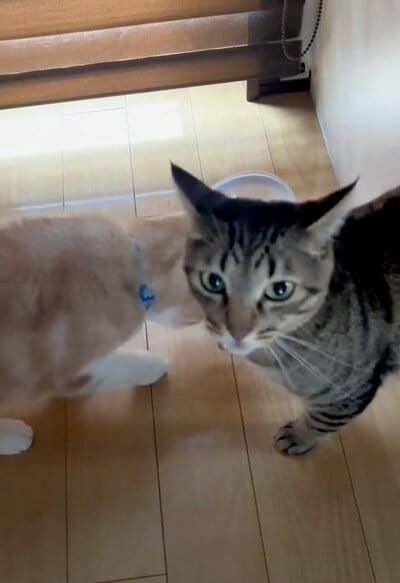 かいくんも戸惑いの様子