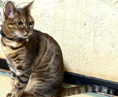 小柄でお上品なアナイスちゃん