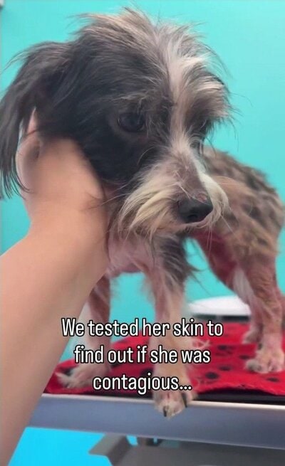 動物病院で皮膚の状態を確認されるペネロペ