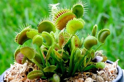 有吉弘行 自宅で育てる食虫植物を紹介。「怪物」目指すも「ただの雑草」…理想と現実に「ツヤツヤで健康的」「どちらも素敵」と反響。