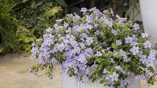 【節約ガーデニング】1苗で植木鉢いっぱいに育つ＆1年中ずっと咲く花！？《常緑多年草》3選