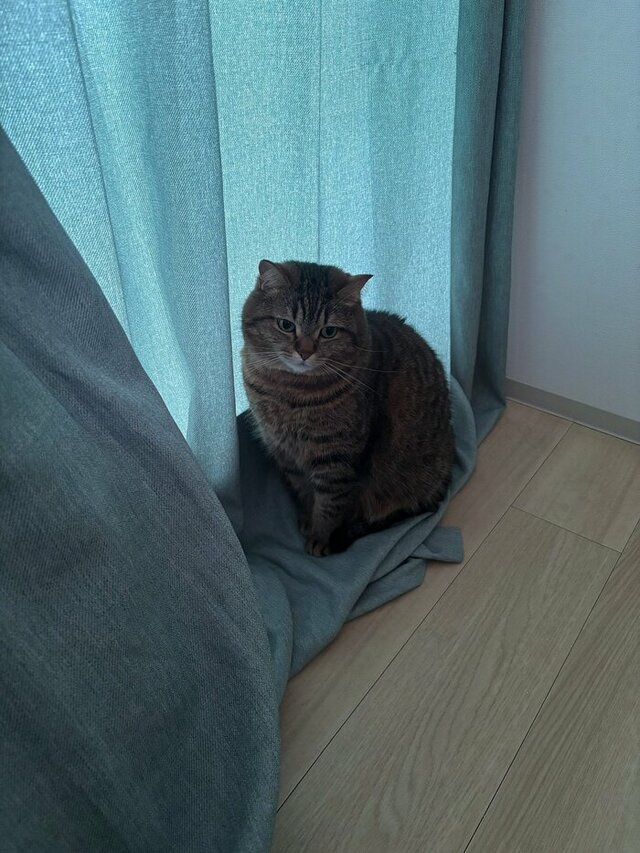 【窓際で発見】カーテン越しにたたずむ猫ちゃん　さびしそうな表情に思わずキュンとなる