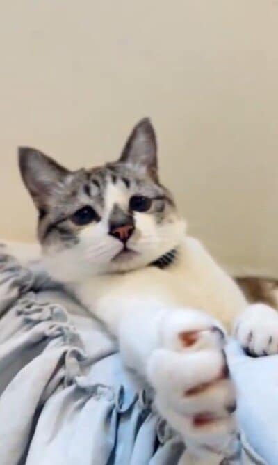 猫のかわいい姿に急いでカメラを向けたら　まさかの展開に悶絶