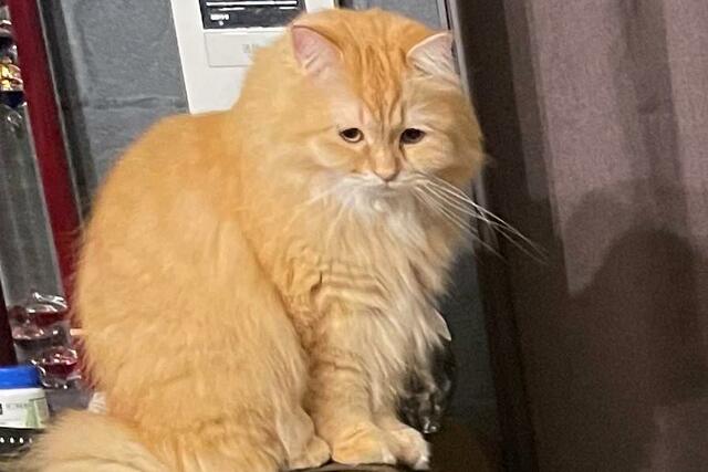 飼い主「誰かぁ！」猫達「近寄ったらだめニャ」面白い光景に和む