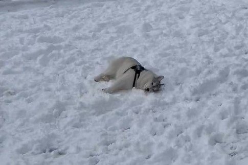 雪の上で床暖房…？完全に電池が切れたハスキー犬の反応が可愛い