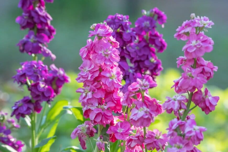 Marianne Pfeil/shutterstock.com