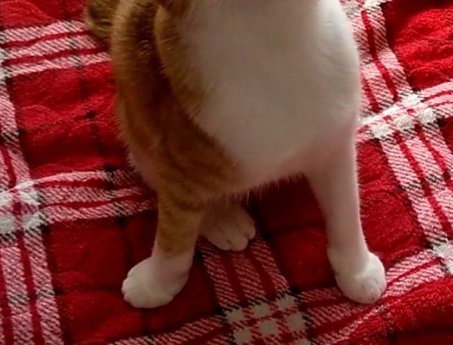 出所：@mero627puri914