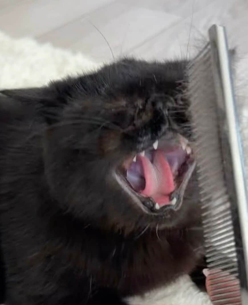 出所：@kotetsu_0420