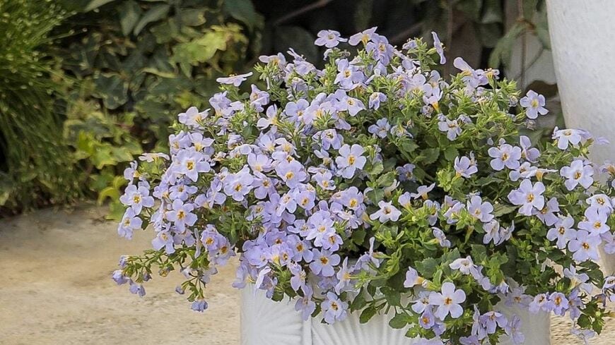 【節約ガーデニング】1苗で植木鉢いっぱいに育つ＆1年中ずっと咲く花！？《常緑多年草》3選