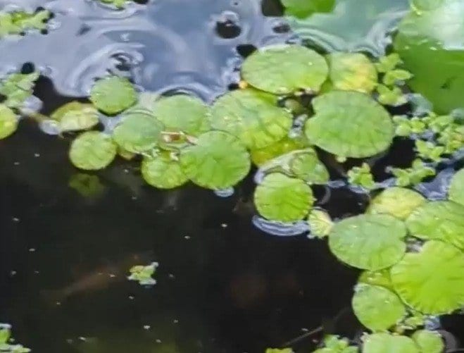 ベランダにあるメダカの水槽を見に行ってみたら…「想定外のお客様」の登場に思わず笑ってしまう