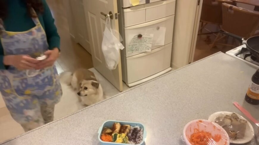 出所：pecoのYouTube（@pecochannel9384）参照日：2026年2月19日