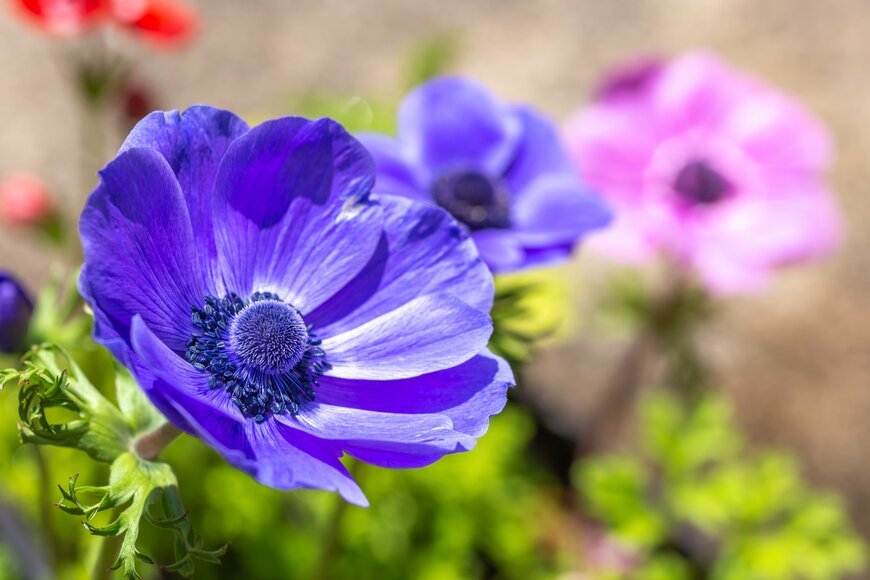 TOMO/shutterstock.com