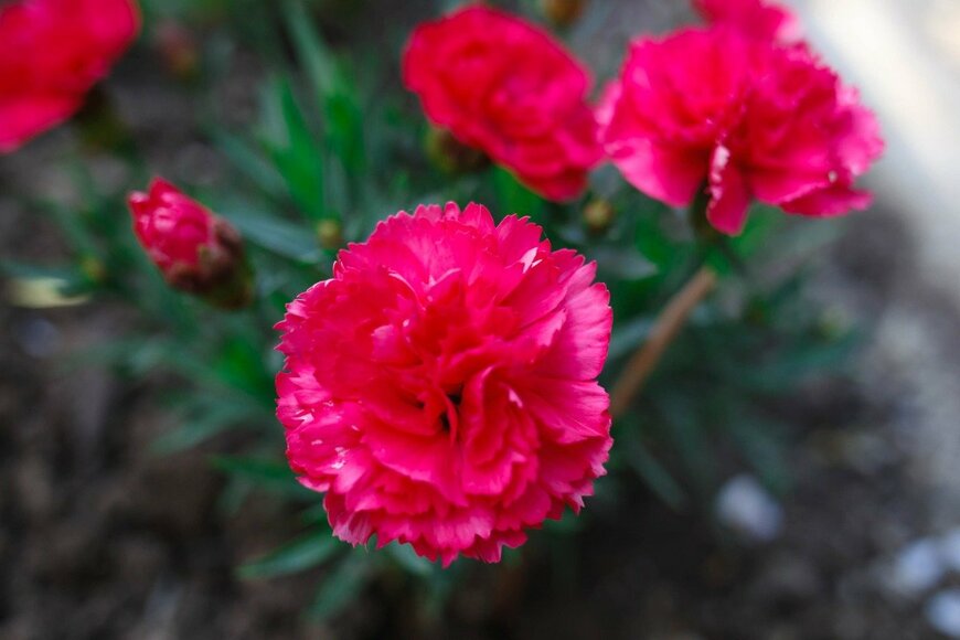 Aleksandra Iarosh/istockphoto.com