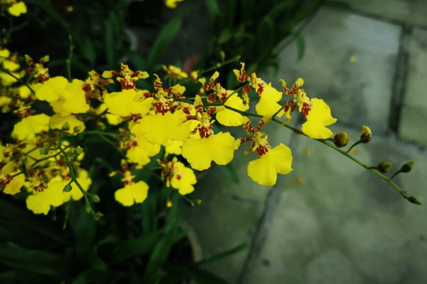 Cheng Wei/shutterstock.com