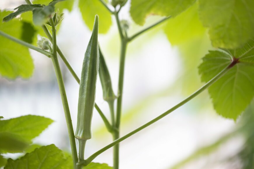 kckate16/Shutterstock.com