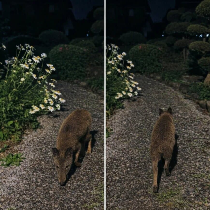 【正体不明】不思議な野生動物が反響　「見たことない個体だ」「マジでわからない」