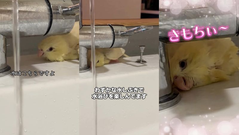 出所：@daiinkoteikoku_soraoto