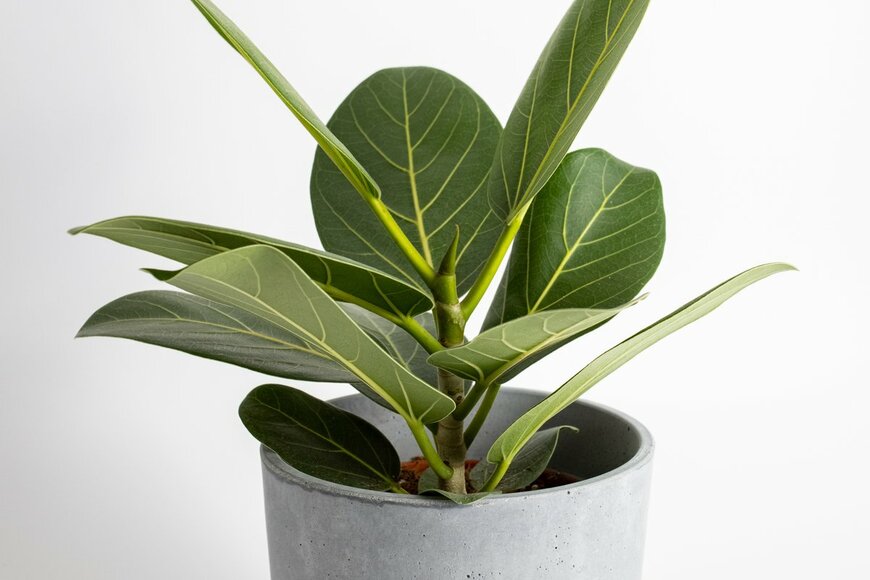 Katrina Era/Shutterstock.com