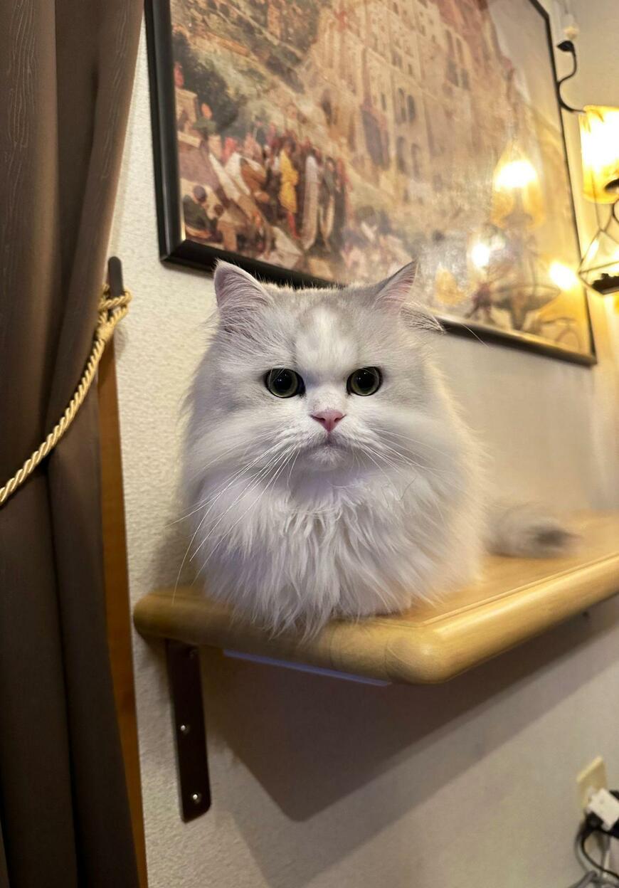 出所：@NEKOLAND13