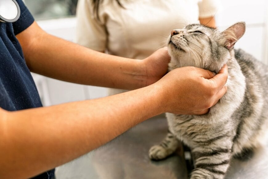 猫用の薬袋に描かれたイラストに違和感　デザインに「これくらい軽快に飲んでくれたら…」