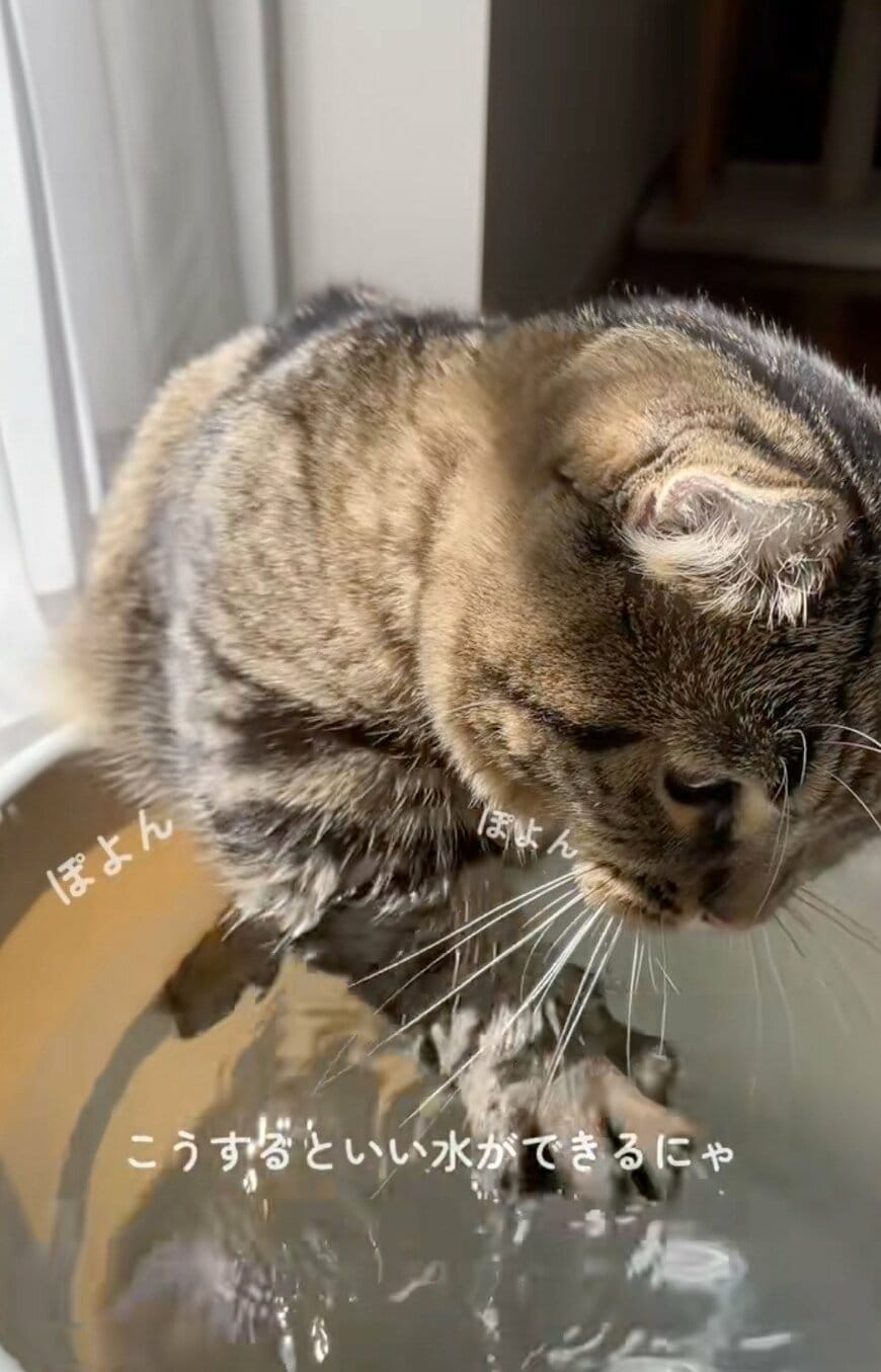 出所：@kotora1124