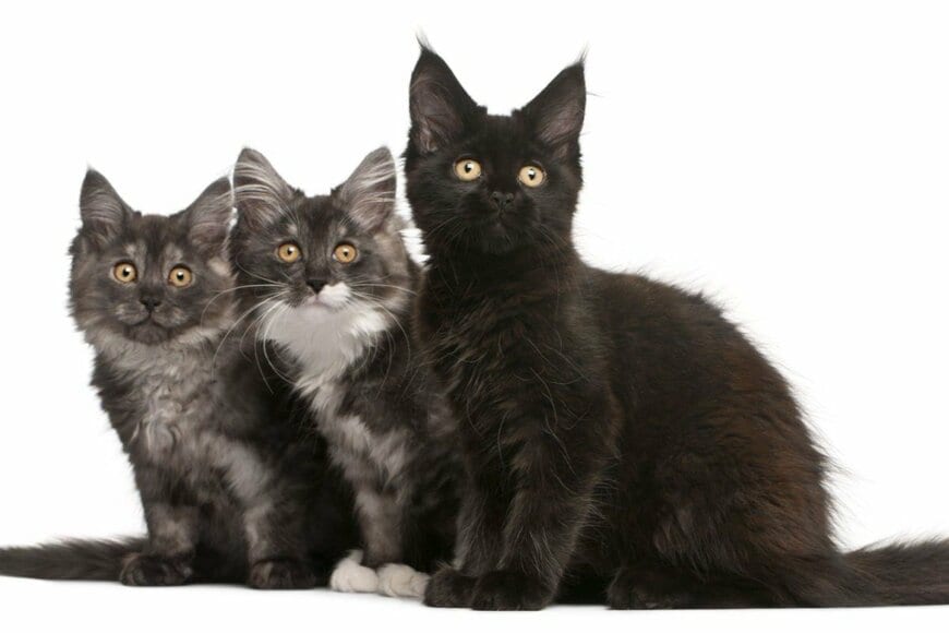 深夜に迷い込んだ「一匹の蛾」　猫達のリアクションに思わずツッコミ「合唱団か！」