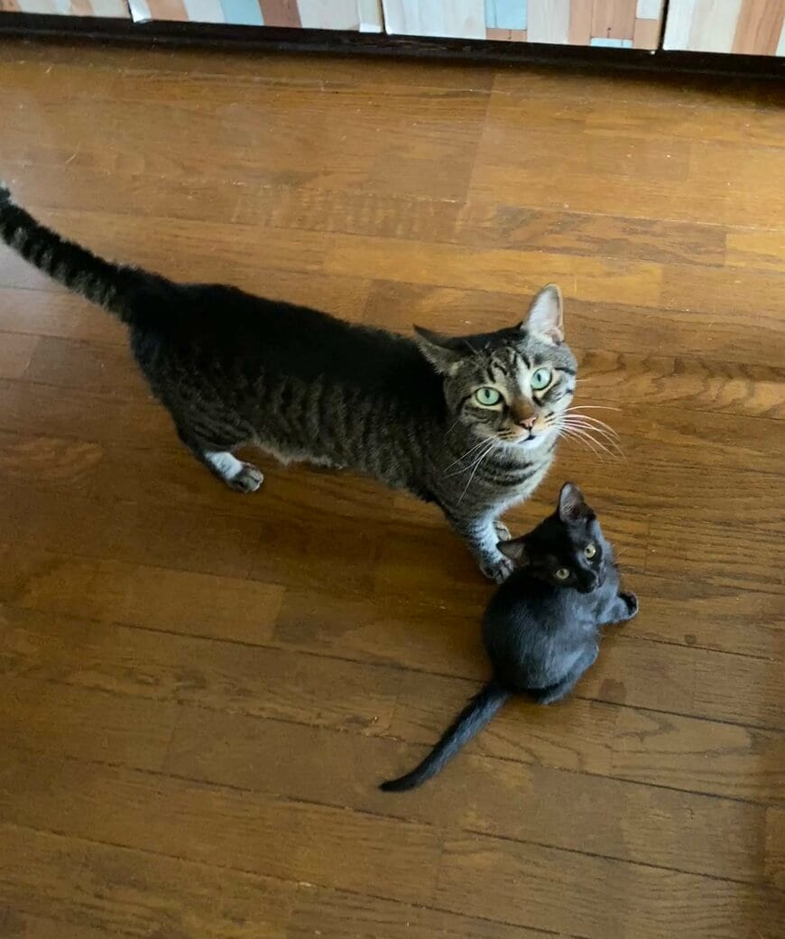 出所：@00shitemita