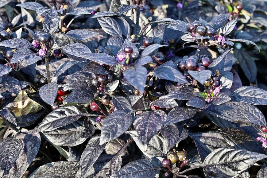 Luca Piccini Basile/istockphoto.com