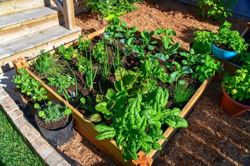 【家庭菜園】春から育てるオススメ野菜10選！3月は種まきシーズン＆植え付け適期