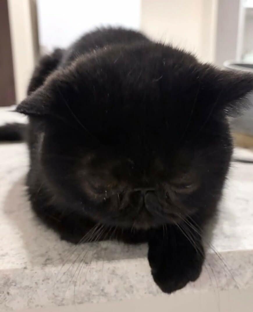 【高みの見物？】ロボット掃除機が出動すると…→避難する猫に思わずほっこり