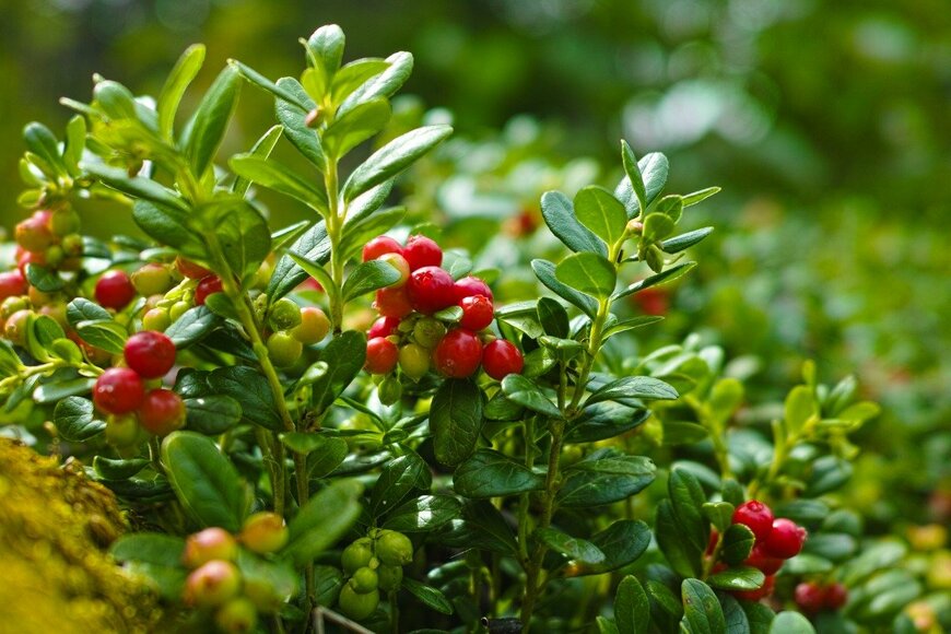 barmalini/istockphoto.com