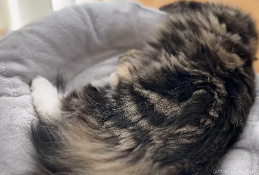 出所：@meltube_cat