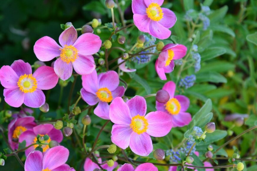 N.Stertz/shutterstock.com