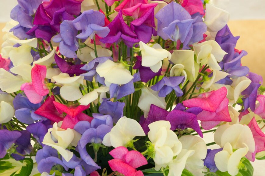 Andrew Fletcher/shutterstock.com