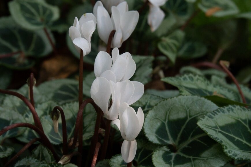 ガーデンシクラメン　P.Ochasanond/istockphoto.com