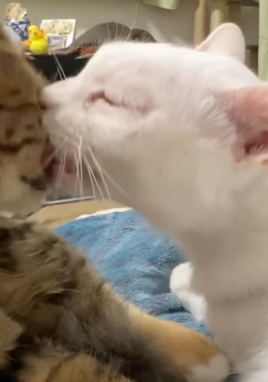 出所：@nekokamasu