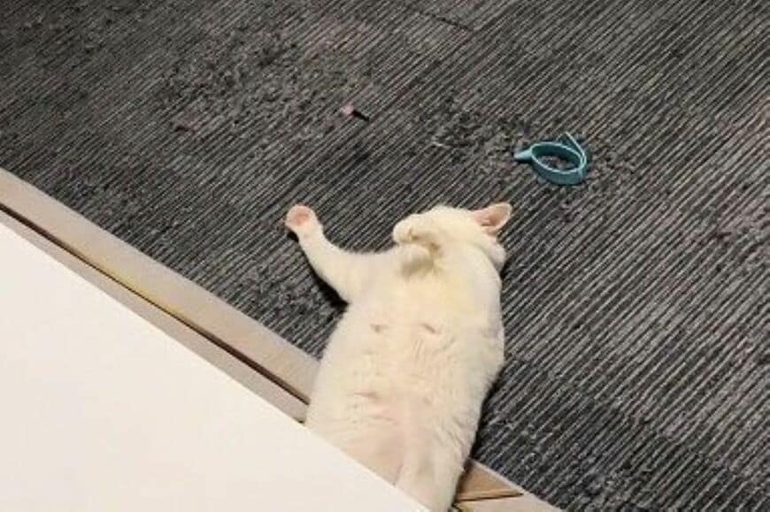 こたつでくつろぐ「元保護猫の様子」が話題　まるで人間のような行動に思わず二度見