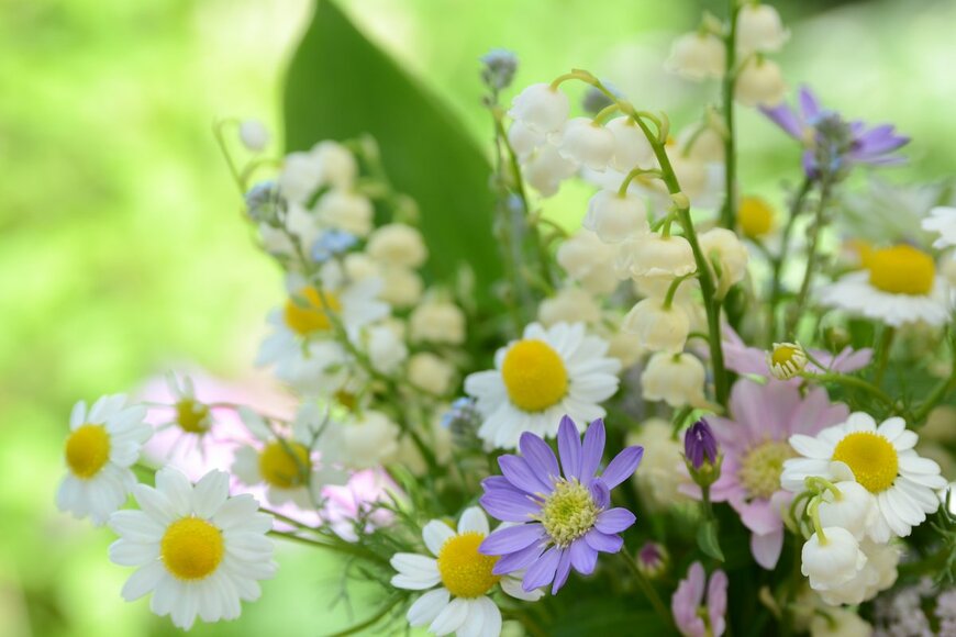 Botamochy/Shutterstock.com