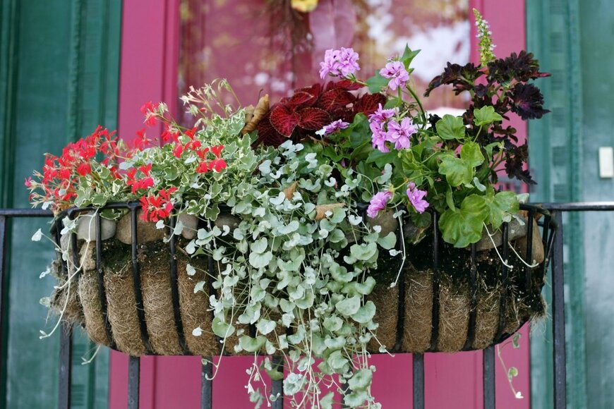 シックな秋の寄せ植え