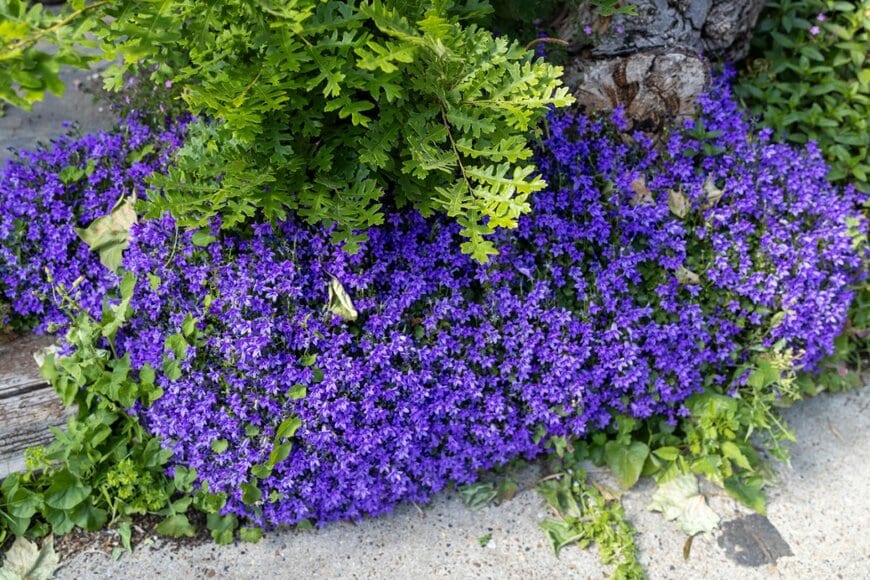 地面に絨毯のように広がる紫の小花