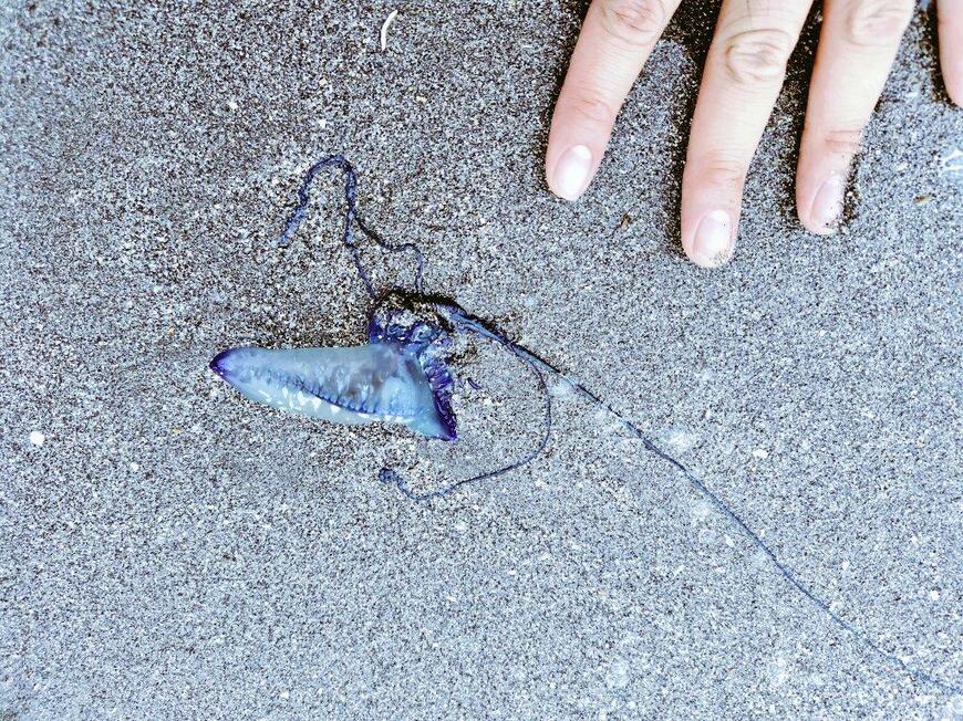 海岸で発見したカツオノエボシ