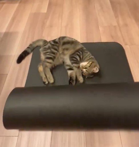 ヨガマットと猫
