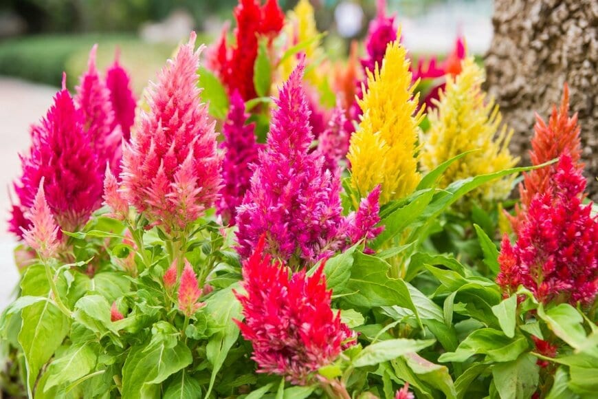 ピンク、赤、黄色の花を咲かせているケイトウ